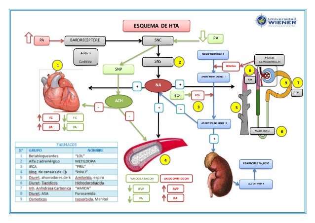 sugerencias de gran alcance en niveles de hipertensión arterial