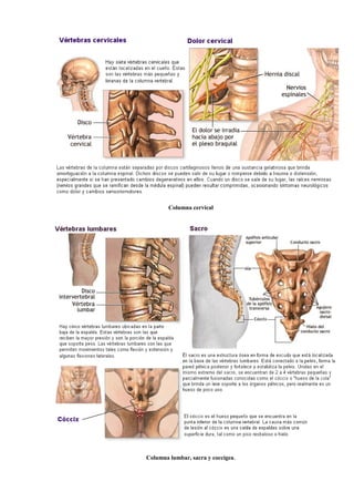 Columna cervical
Columna lumbar, sacra y coccígea.
 