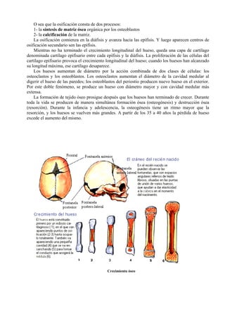 O sea que la osificación consta de dos procesos:
1- la síntesis de matriz ósea orgánica por los osteoblastos
2- la calcificación de la matriz.
La osificación comienza en la diáfisis y avanza hacia las epífisis. Y luego aparecen centros de
osificación secundario sen las epífisis.
Mientras no ha terminado el crecimiento longitudinal del hueso, queda una capa de cartílago
denominada cartílago epifisario entre cada epífisis y la diáfisis. La proliferación de las células del
cartílago epifisario provoca el crecimiento longitudinal del hueso; cuando los huesos han alcanzado
su longitud máxima, ese cartílago desaparece.
Los huesos aumentan de diámetro por la acción combinada de dos clases de células: los
osteoclastos y los osteoblastos. Los osteoclastos aumentan el diámetro de la cavidad medular al
digerir el hueso de las paredes; los osteoblastos del periostio producen nuevo hueso en el exterior.
Por este doble fenómeno, se produce un hueso con diámetro mayor y con cavidad medular más
extensa.
La formación de tejido óseo prosigue después que los huesos han terminado de crecer. Durante
toda la vida se producen de manera simultánea formación ósea (osteogénesis) y destrucción ósea
(resorción). Durante la infancia y adolescencia, la osteogénesis tiene un ritmo mayor que la
resorción, y los huesos se vuelven más grandes. A partir de los 35 a 40 años la pérdida de hueso
excede el aumento del mismo.
Crecimiento óseo
 