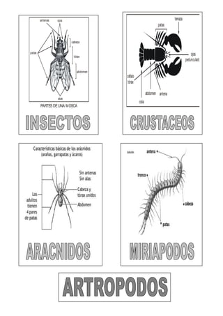 patas
alas
ojosantenas
cabeza
tórax
abdomen
PARTESDEUNA MOSCA
cola
abdomen
céfalo
tórax
antena
patas
tenaza
ojos
pedunculados
 