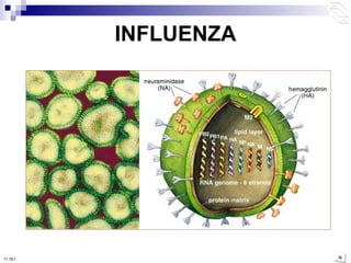 INFLUENZA 10:50 PM 