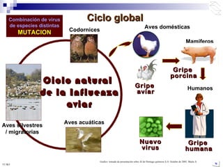 Ciclo global Ciclo natural  de la Influenza aviar Aves silvestres / migratorias Aves acuáticas Codornices Aves domésticas Mamíferos Humanos Gripe  aviar Combinación de virus de especies distintas MUTACION Gripe  porcina Gripe  humana Nuevo virus Grafico  tomado de presentación sobre AI de Distrago químicos S.A. Octubre de 2005, Marín A. 10:50 PM 