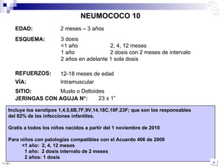 EDAD: 2 meses – 3 años ESQUEMA: REFUERZOS: VÍA: Intramuscular JERINGAS CON AGUJA N°:   Incluye los serotipos 1,4,5,6B,7F,9V,14,18C,19F,23F; que son los responsables del 82% de las infecciones infantiles. Gratis a todos los niños nacidos a partir del 1 noviembre de 2010 Para niños con patologías compatibles con el Acuerdo 406 de 2009 <1 año:  2, 4, 12 meses 1 año:  2 dosis intervalo de 2 meses 2 años: 1 dosis 23 x 1 ” SITIO: Muslo o Deltoides NEUMOCOCO 10 12-18 meses de edad 3 dosis <1 año  2, 4, 12 meses 1 año  2 dosis con 2 meses de intervalo 2 años en adelante 1 sola dosis 10:50 PM 