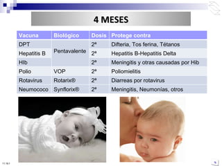 10:50 PM 4 MESES Vacuna Biológico Dosis Protege contra DPT Pentavalente 2ª  Difteria, Tos ferina, Tétanos Hepatitis B 2ª Hepatitis B-Hepatitis Delta HIb 2ª Meningitis y otras causadas por Hib Polio VOP 2ª Poliomielitis Rotavirus Rotarix® 2ª Diarreas por rotavirus Neumococo Synflorix ® 2ª  Meningitis, Neumonías, otros  