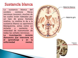 La    sustancia   blanca    del
cerebro     contiene     fibras
nerviosas (axones), muchas de
las cuales están rodeadas por
un tipo de grasa llamada
mielina. La mielina le da a la
sustancia blanca su apariencia
blanquecina, actúa como un
aislante    y    aumenta     la
velocidad de transmisión de
todas las señales nerviosas.
La    investigación    reciente
demuestra que interviene en
el aprendizaje y en la
enfermedad              mental.
 