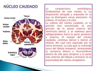 La       característica      morfológica
fundamental de este núcleo es su
disposición alargada y arqueada en la
que se distinguen varias porciones: la
cabeza, el cuerpo y la cola.
La cabeza del núcleo caudado, es la
porción mas ensanchada; es una
porción de la pared externa del
ventrículo lateral, y se continua pero
adelgazándose hacia la parte posterior
y externa. El cuerpo del núcleo
caudado, continua dorsal y lateral al
tálamo, del cual está separado por la
estría terminal. La cola que se extiende
cerca del lóbulo temporal, atravesando
la sustancia blanca e incurvándose
dentro de ella para dirigirse a la parte
más anterior del lóbulo y terminar en la
proximidad del núcleo amigdalino.
 