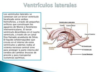 Los ventrículos laterales se
conectan con un tercer ventrículo
localizado entre ambos
hemisferios, a través de pequeños
orificios que constituyen los
agujeros de Monro o forámenes
interventriculares. El tercer
ventrículo desemboca en el cuarto
ventrículo, a través de un canal
fino llamado acueducto de Silvio.
El líquido cefalorraquídeo que
circula en el interior de estos
ventrículos y además rodea al
sistema nervioso central sirve
para proteger la parte interna del
cerebro de cambios bruscos de
presión y para transportar
sustancias químicas.
 