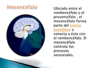 Ubicado entre el
rombencéfalo y el
prosencéfalo , el
mesencéfalo forma
parte del tronco
encefálico y
conecta a éste con
el rombencéfalo. El
mesencéfalo
controla los
procesos
sensoriales.
 