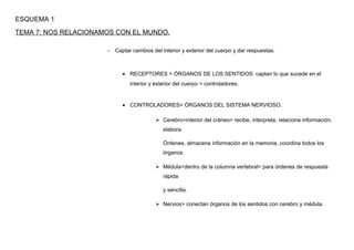 ESQUEMA 1
TEMA 7: NOS RELACIONAMOS CON EL MUNDO.
- Captar cambios del interior y exterior del cuerpo y dar respuestas.
• RECEPTORES = ÓRGANOS DE LOS SENTIDOS: captan lo que sucede en el
interior y exterior del cuerpo > controladores.
• CONTROLADORES= ÓRGANOS DEL SISTEMA NERVIOSO.
 Cerebro>interior del cráneo> recibe, interpreta, relaciona información,
elabora
Órdenes, almacena información en la memoria, coordina todos los
órganos
 Médula>dentro de la columna vertebral> para órdenes de respuesta
rápida
y sencilla.
 Nervios> conectan órganos de los sentidos con cerebro y médula.
 