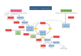 Cascata de coagulação
Via intrínseca Via extrínseca
Ativador: colagénio da parede vascular
Cininogénio
Fator XII Fator XIIa
Fator de Hageman
Fator XI Fator XIa
Fator IX G
Fator IXa
Fator VIIIa
Fator VIII
PL
vWF
Trombina
Fator X
Fator Xa
Fator Va
Ca2+ Ca2+
Ca2+
Fator II Fator IIa
(Protrombina) (Trombina)
Fator I Fator Ia
(Fibrigênio) (Fibrina)
Fator XIII
Fator XIIa
Fibrina
Polimerizada
Ativador: fator tecidual (tromboplastina)
FT
Fator VIIa
Fator VII
Fator V
PL
Trombina
 