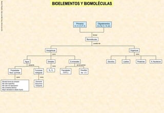 Rosario
Planelló,
Jose
Luis
Martinez,
Gloria
morcillo
BIOELEMENTOS Y BIOMOLÉCULAS
BIOELEMENTOS Y BIOMOLÉCULAS
Lípidos
Glúcidos A. Nucleicos
Proteínas
como
Orgánicas
Oligoelementos
(Ca, Na, K, I, Fe, etc)
Primarios
(C, H, O, N, P, S)
Biomoléculas
forman
Simples
N2, O2
como
Propiedades
físico- químicas
Funciones
biológicas
Disolvente
Bioquímica
Transporte
presenta
Elevada fuerza de cohesión
Alto calor específico
Alto calor de vaporización
Alta constante eléctrica
Mayor densidad en estado líquido
como como
se encuentran
Disueltas
(Na+
, Cl-
)
Precipitadas
(CaCO3)
Inorgánicas
S.minerales
Agua
como
pueden ser
 