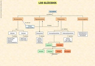 Rosario
Planelló,
Jose
Luis
Martinez,
Gloria
morcillo
LOS GLÚCIDOS
LOS GLÚCIDOS
Aldosas
GLÚCIDOS
GALACTOSA
GLUCOSA
RIBOSA
DESOXIRRIBOSA
Monosacáridos Glucoconjugados
Polisacáridos
Oligosasacáridos
Cetosas
RIBULOSA
FRUCTOSA
Lactosa
Sacarosa
Maltosa
Celobiosa
Homopolisacáridos
Vegetales Animales
Heteropolisacáridos
Pectina
Agar Agar
Goma arábiga
Peptidoglucanos
Glucoproteínas
Glucolípidos
Enlace
O-glucosídico
se unen por
formando
son
ejemplos ejemplos
se clasifican
ejemplos
se clasifican
Disacáridos
Reserv
a
Celulosa
Almidón Quitina Glucógeno
Estructura
l
ejemplos
 