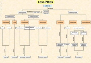 Rosario
Planelló,
Jose
Luis
Martinez,
Gloria
morcillo
LOS LÍPIDOS
LOS LÍPIDOS
Ácidos grasos Insaponificables
Saponificables
Lípidos complejos
Lípidos simples
Esteroides
Insaturados
Estructural
Prostaglandinas
Saturados
Terpenos
Sebos
Reserva
Aceites
Glucolípidos
Ceras
Acilglcéridos
formados por
Membranas celulares
Gangliósidos
Fosfoglicéridos
Fosfoesfingolípido
s
Cerebrósidos Hormonas esteroideas
Esteroles
Hormonas
Suprarrenales
Hormonas
Sexuales
Aldosterona
Cortisona
Progesterona
Testosterona
Colesterol
Carotenoides
Vitamina A,E,K
Fosfolípidos
Relación celular
se clasifican
funció
n
función
se
encuentran
iimplicados
ejemplos
ejemplo
ejemplos
ejemplos
Vitamínica Estructural Regulación
función
función
función
LÍPIDOS
 