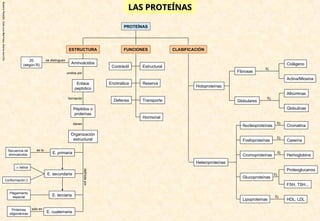 Rosario
Planelló,
Jose
Luis
Martinez,
Gloria
morcillo
LAS PROTEÍNAS
LAS PROTEÍNAS
PROTEÍNAS
ESTRUCTURA CLASIFICACIÓN
FUNCIONES
Estructural
Enzimática
Hormonal
Defensa Transporte
Reserva
Contráctil
Aminoácidos
Enlace
peptídico
Péptidos o
proteínas
Organización
estructural
unidos por
formando
tienen
E. terciaria
E. cuaternaria
E. secundaria
E. primaria
Plegamiento
espacial
Proteínas
oligoméricas
Secuencia de
aminoácidos
 hélice
Conformación 
definida
por
es la
sólo en
20
(según R)
se distinguen
Heteroproteínas
Holoproteínas
Fibrosas
Globulares
Colágeno
Actina/Miosina
Ej
Nucleoproteínas
Lipoproteínas
Fosfoproteínas
Glucoproteínas
Cromoproteínas
Caseína
Cromatina
HDL, LDL
FSH, TSH...
Proteoglucanos
Hemoglobina
Ej.
Ej.
Ej.
Ej.
Ej.
Ej.
Albúminas
Globulinas
 