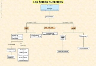Rosario
Planelló,
Jose
Luis
Martinez,
Gloria
morcillo
LOS ÁCIDOS NUCLEICOS
LOS ÁCIDOS NUCLEICOS
Ac. fosfórico
+
Nucleósido
(Azúcar pentosa + Base nitrogenada)
ARN
ADN
polimeros de A, G, C, U
polimeros de A, G, C, T
NUCLEÓTIDOS
Cromosoma
bacteriano
Nucleosoma
Collar de Perlas
Fibra de cromatina
Bucles radiales
Cromosoma lineal
En procariotas
En
eucariotas
Enrrollamiento
en superhélice
Niveles de
empaquetamiento
crecientes
Conformación
en hélice A, B o Z
Ribozimas
ARNm
ARNr
ARNt
Síntesis de proteínas
Función catalítica
ATP, cAMP, GTP, ...
Funciones varias
(segundos mensajeros, energética, ...)
 