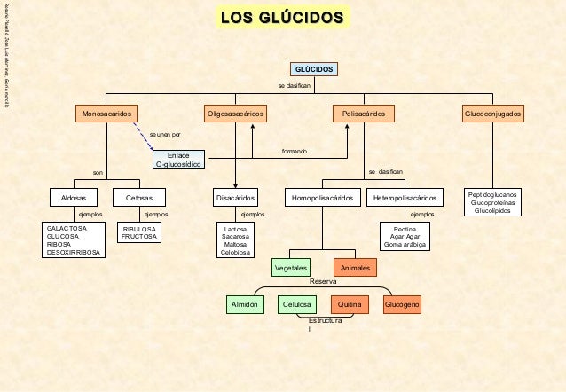 Resultado de imaxes para ejemplos esquemas biomoleculas