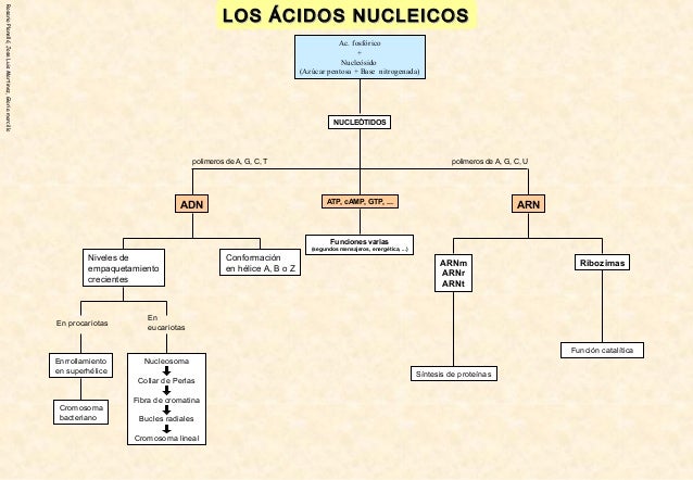 Esquemas bioelementos-y-biomoleculas
