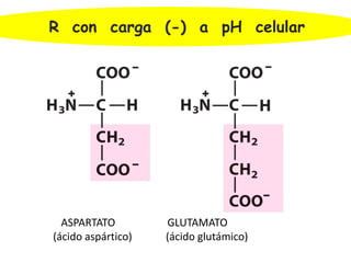 ASPARTATO GLUTAMATO
(ácido aspártico) (ácido glutámico)
R con carga (-) a pH celular
 