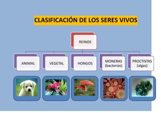 CLASIFICACIÓN DE LOS SERES VIVOS


                   REINOS



                            MONERAS       PROCTISTAS
ANIMAL   VEGETAL   HONGOS
                            (bacterias)     (algas)
 