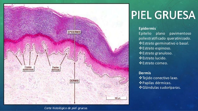 Esquemas histologicos 2ª parte