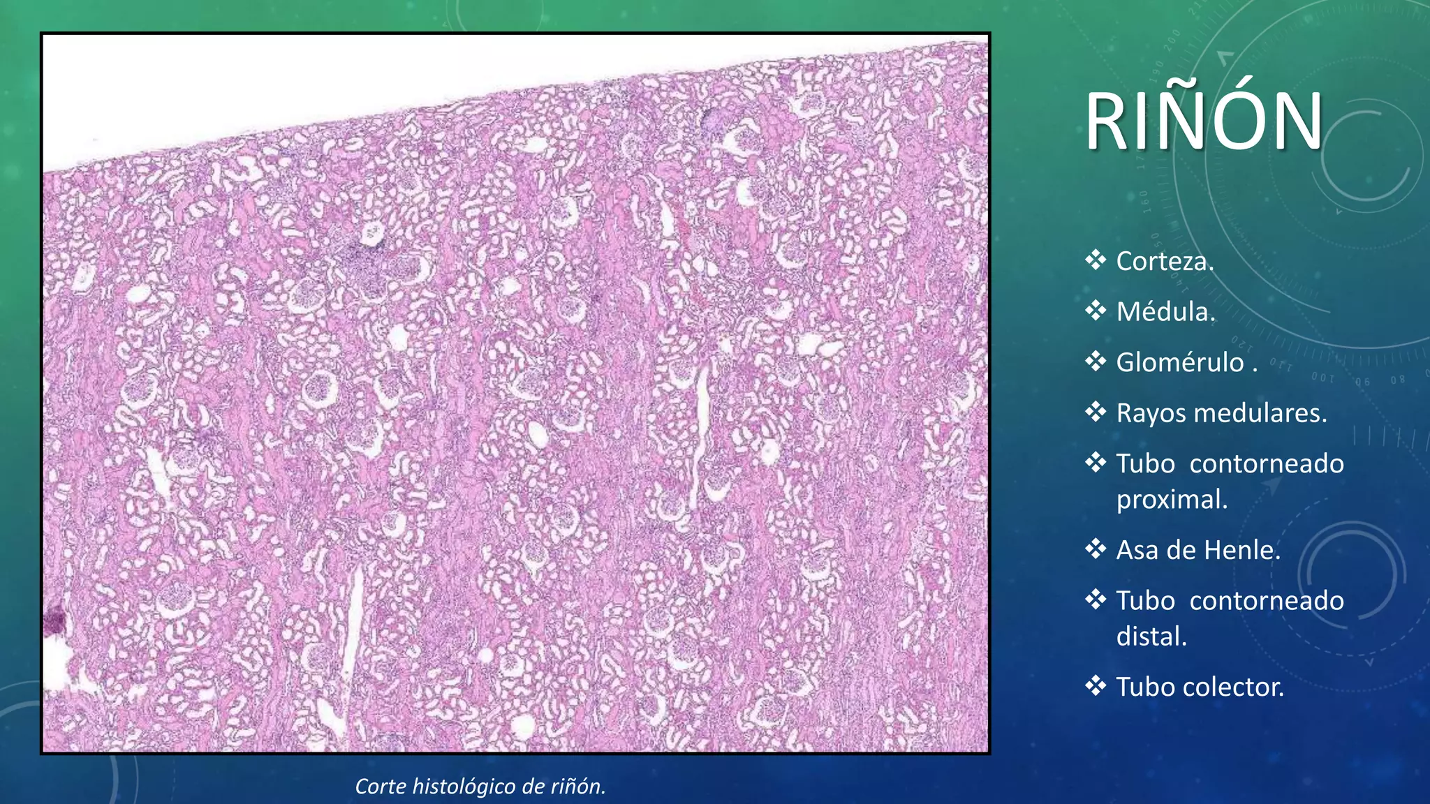 Esquemas histologicos 3ª parte | PPTX