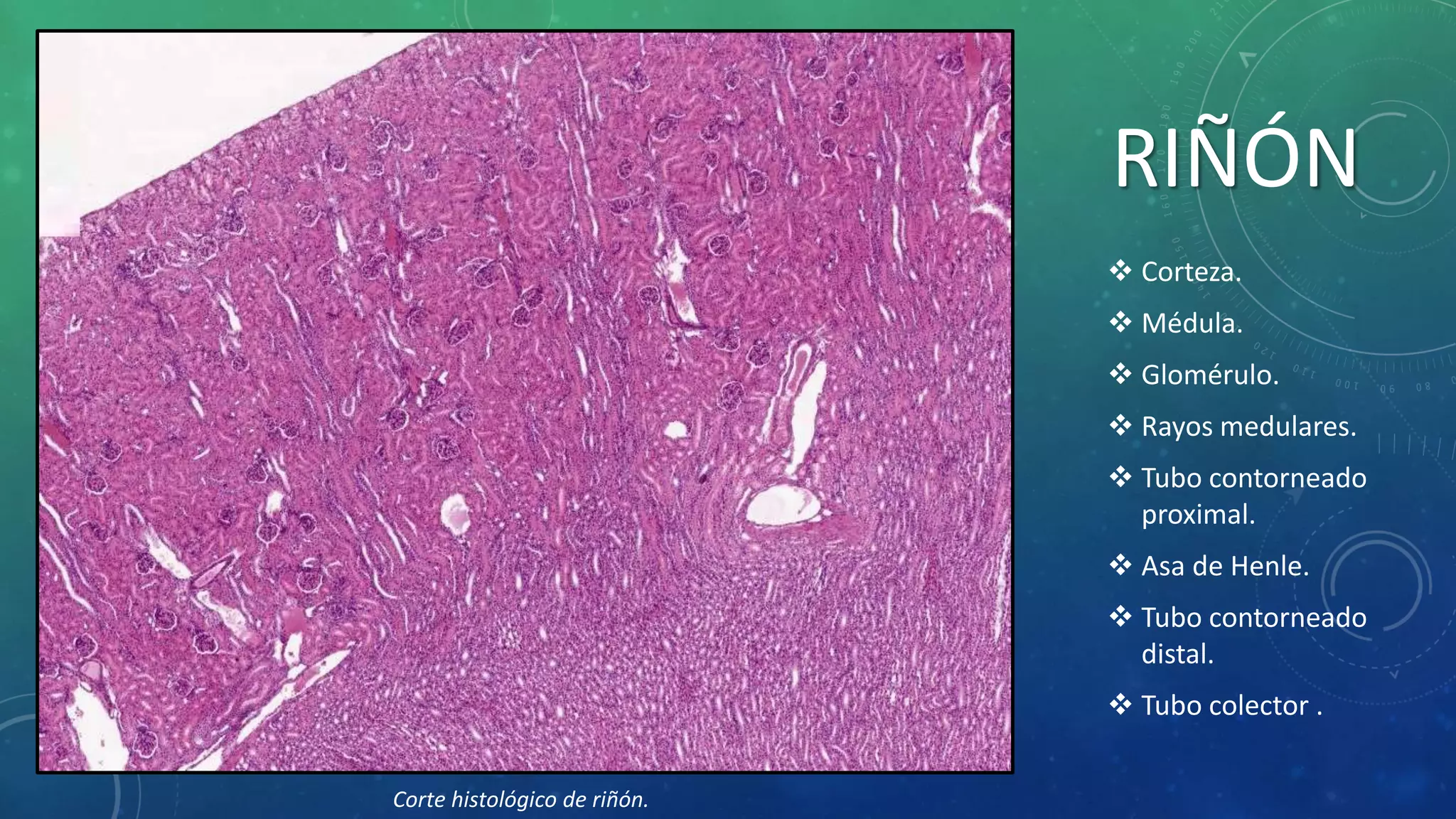 Esquemas histologicos 3ª parte | PPTX
