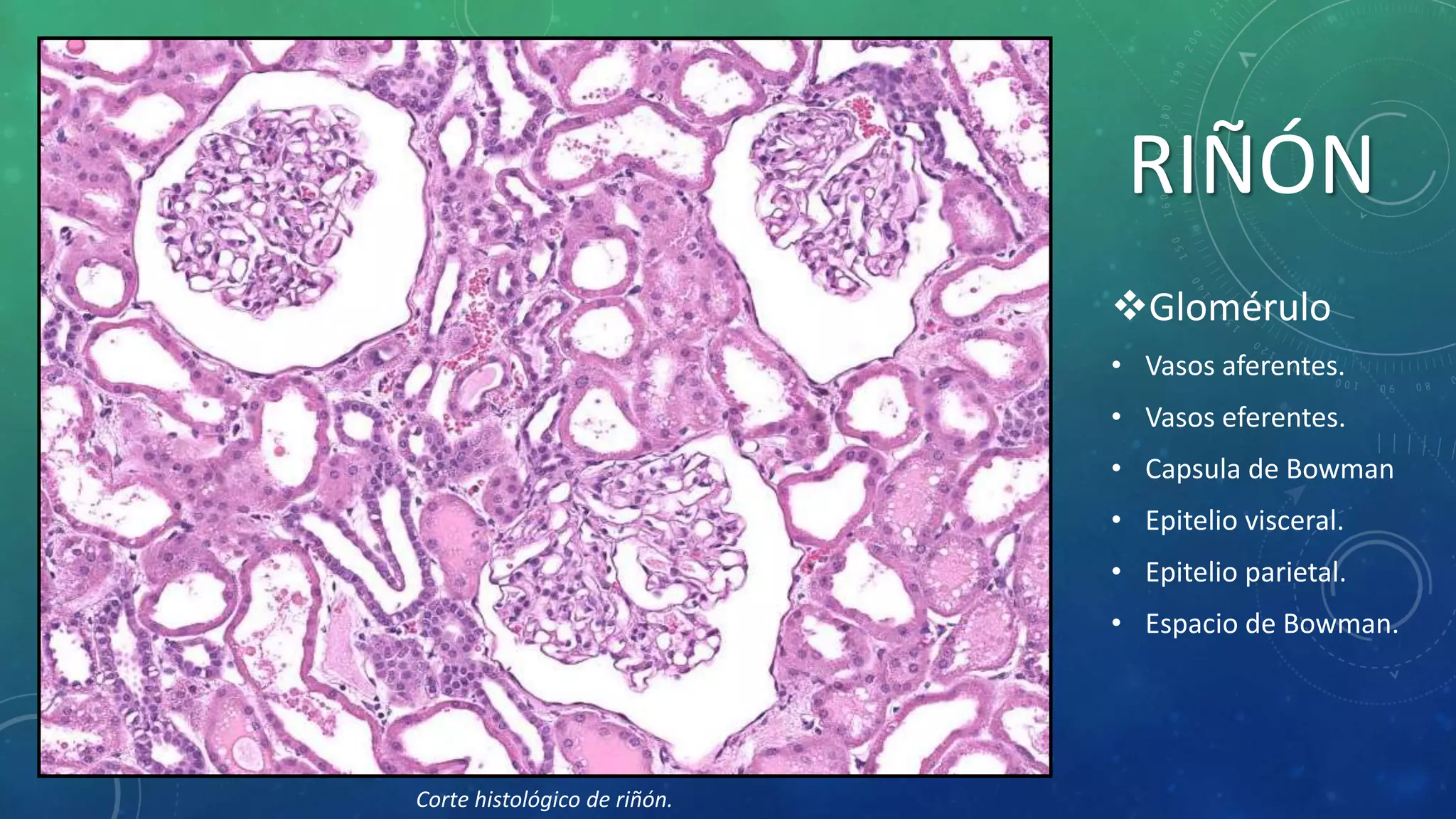 Glomerulo Riñon Esquemas histologicos 3ª parte | PPTX