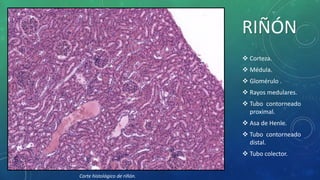 Esquemas histologicos 3ª parte | PPTX