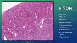 Esquemas histologicos 3ª parte | PPTX