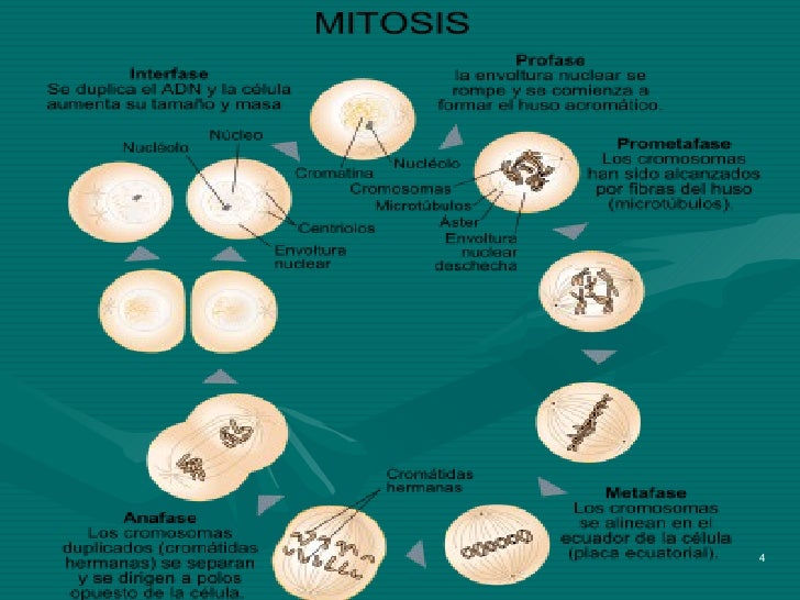 Esquemas mitosis meios...