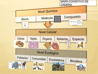 MAPA COGNITIVO DE
CADENA
7
 