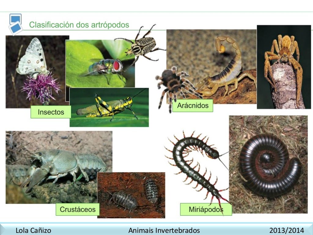 Como é Feita A Movimentação Dos Animais Invertebrados