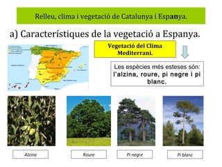 Relleu, clima i vegetació de Catalunya i Espanya.

a) Característiques de la vegetació a Espanya.
Vegetació del Clima
Mediterrani.

Les espècies més esteses són:
l’alzina, roure, pi negre i pi
blanc.

Alzina

Roure

Pi negre

Pi blanc

 