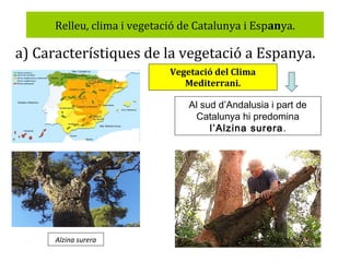 Relleu, clima i vegetació de Catalunya i Espanya.

a) Característiques de la vegetació a Espanya.
Vegetació del Clima
Mediterrani.

Al sud d’Andalusia i part de
Catalunya hi predomina
l’Alzina surera.

Alzina surera

 