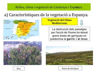 Relleu, clima i vegetació de Catalunya i Espanya.

a) Característiques de la vegetació a Espanya.
Vegetació del Clima
Mediterrani.

La destrucció dels paisatges
per l'acció de l'home ha deixat
grans àrees de garrigues on
predomina el garric i el bruc.

Bruc

Àrees de Garrigues

 