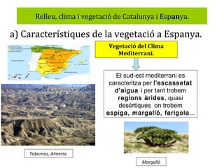 Relleu, clima i vegetació de Catalunya i Espanya.

a) Característiques de la vegetació a Espanya.
Vegetació del Clima
Mediterrani.

El sud-est mediterrani es
caracteritza per l'escassetat
d'aigua i per tant trobem
regions àrides, quasi
desèrtiques on trobem
espiga, margalló, farigola ...

Tabernas, Almeria.
Margalló

 