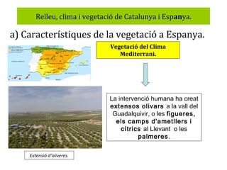 Relleu, clima i vegetació de Catalunya i Espanya.

a) Característiques de la vegetació a Espanya.
Vegetació del Clima
Mediterrani.

La intervenció humana ha creat
extensos olivars a la vall del
Guadalquivir, o les figueres,
els camps d'ametllers i
cítrics al Llevant o les
palmeres.
Extensió d’oliveres.

 