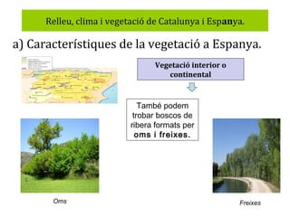 Relleu, clima i vegetació de Catalunya i Espanya.

a) Característiques de la vegetació a Espanya.
Vegetació interior o
continental

També podem
trobar boscos de
ribera formats per
oms i freixes.

Oms

Freixes

 