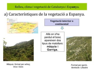 Relleu, clima i vegetació de Catalunya i Espanya.

a) Característiques de la vegetació a Espanya.
Vegetació interior o
continental

Allà on s'ha
perdut el bosc
apareixen dos
tipus de matollars:
màquia i
Garriga.

Màquia: format per arboç,
bruc i boix;

Format per garric,
llentiscle i ullastre

 