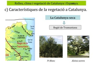 Relleu, clima i vegetació de Catalunya i Espanya.

c) Característiques de la vegetació a Catalunya.
La Catalunya seca
Regió de Tramuntana

Pi Blanc

Alzina surera

 