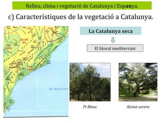Relleu, clima i vegetació de Catalunya i Espanya.

c) Característiques de la vegetació a Catalunya.
La Catalunya seca
El litoral mediterrani

Pi Blanc

Alzina surera

 