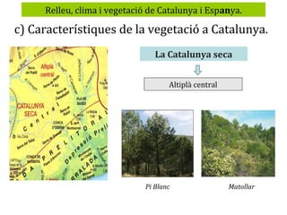 Relleu, clima i vegetació de Catalunya i Espanya.

c) Característiques de la vegetació a Catalunya.
La Catalunya seca
Altiplà central

Pi Blanc

Matollar

 