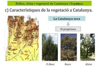 Relleu, clima i vegetació de Catalunya i Espanya.

c) Característiques de la vegetació a Catalunya.
La Catalunya seca
El prepirineu

Pi Blanc

Roure

Alzina

 