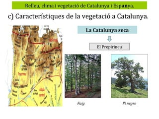 Relleu, clima i vegetació de Catalunya i Espanya.

c) Característiques de la vegetació a Catalunya.
La Catalunya seca
El Prepirineu

Faig

Pi negre

 