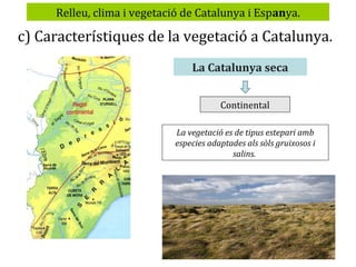 Relleu, clima i vegetació de Catalunya i Espanya.

c) Característiques de la vegetació a Catalunya.
La Catalunya seca
Continental
La vegetació es de tipus estepari amb
especies adaptades als sòls gruixosos i
salins.

 