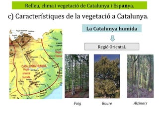 Relleu, clima i vegetació de Catalunya i Espanya.

c) Característiques de la vegetació a Catalunya.
La Catalunya humida
Regió Oriental.

Faig

Roure

Alzinars

 