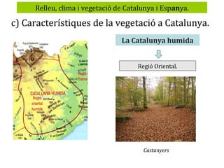Relleu, clima i vegetació de Catalunya i Espanya.

c) Característiques de la vegetació a Catalunya.
La Catalunya humida
Regió Oriental.

Castanyers

 