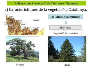 Relleu, clima i vegetació de Catalunya i Espanya.

c) Característiques de la vegetació a Catalunya.
La Catalunya humida
Alt Pirineu
Vegetació Perennifolis

Pi negre

Avets

 