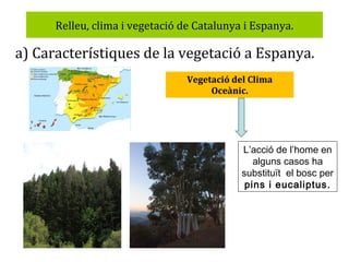 Relleu, clima i vegetació de Catalunya i Espanya.

a) Característiques de la vegetació a Espanya.
Vegetació del Clima
Oceànic.

L’acció de l’home en
alguns casos ha
substituït el bosc per
pins i eucaliptus.

 