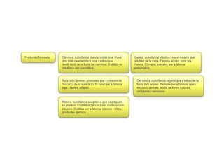 Esquemes ciencies socials